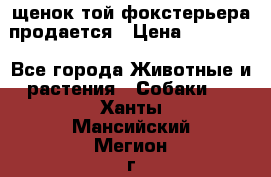щенок той-фокстерьера продается › Цена ­ 25 000 - Все города Животные и растения » Собаки   . Ханты-Мансийский,Мегион г.